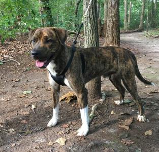 Oakley, Boxer / Pit Bull Terrier, adult, available for adoption