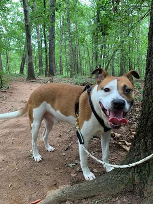 Rio, Pit Bull Terrier / Labrador Retriever, available for adoption