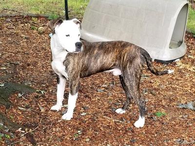 Wilson, Boxer / Bulldog, adult, available for adoption