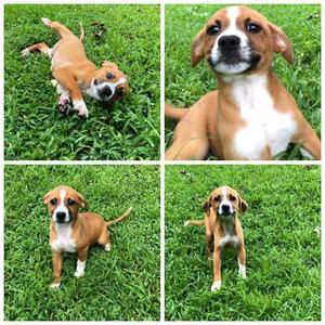 Ginger, Labrador Retriever, young, available for adoption
