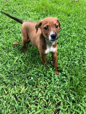 Paprika, Labrador Retriever, available for adoption
