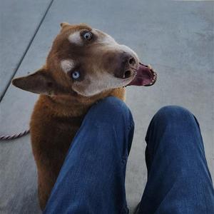 Bradley, Husky, adult, available for adoption