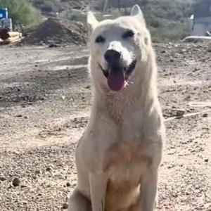 A white dog sitting on a dirt ground with its tongue out, looking at the camera.