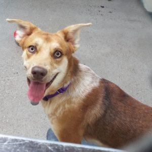 A brown and white dog with perked ears and a purple collar, sticking its tongue out.