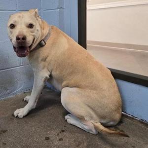 A light-colored dog sitting on a concrete floor, looking at the camera with its mouth open.