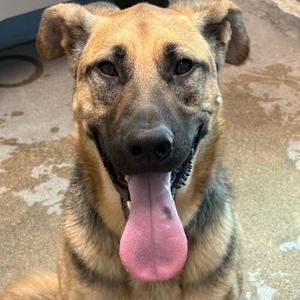 Sky, German Shepherd Dog, adult, available for adoption