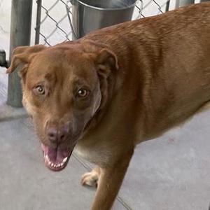 Zoe, Labrador Retriever, young, available for adoption