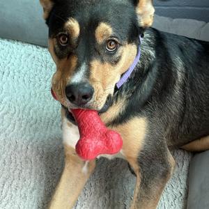 Sami, Shepherd, young, available for adoption
