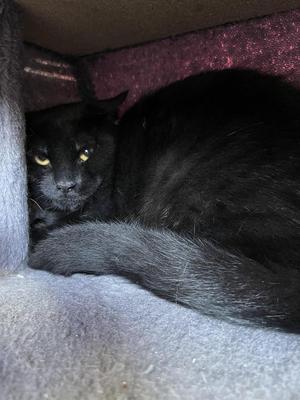 Georgi, available for adoption