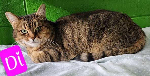 Di, available for adoption