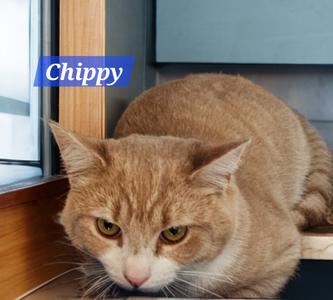 Chippy, available for adoption