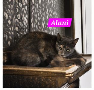 Alani, available for adoption