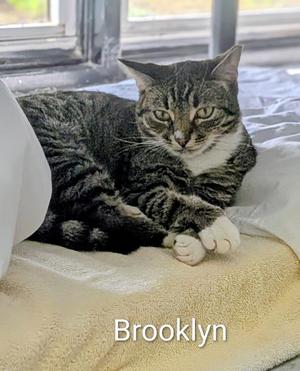 Brooklyn, available for adoption