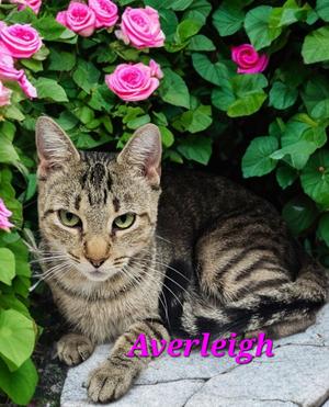 Averleigh, available for adoption