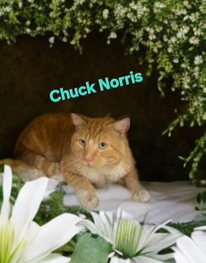 Chuck Norris, available for adoption