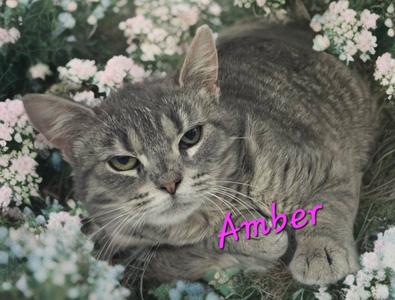 Amber, available for adoption