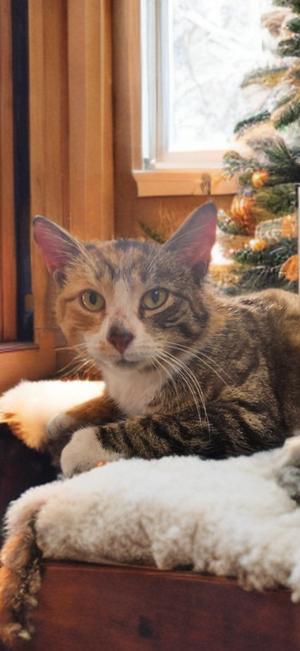 Clairice, available for adoption
