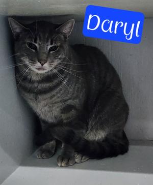 Daryl, available for adoption