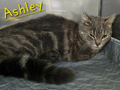 Ashley, available for adoption