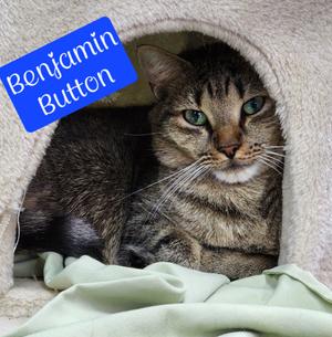 Benjamin Button, available for adoption