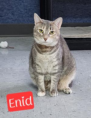 Enid, available for adoption