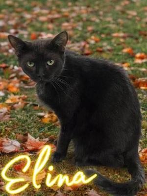 Elina, available for adoption