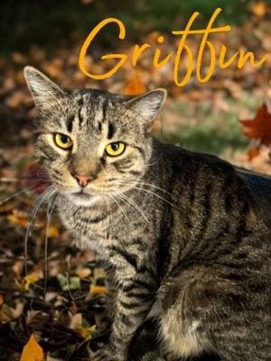 Griffin, available for adoption