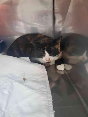 Althea, available for adoption