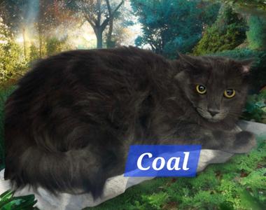 Coal, available for adoption