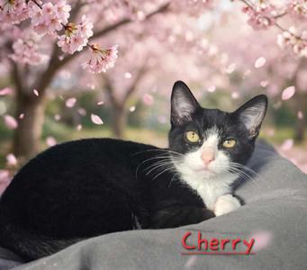 Cherry, available for adoption