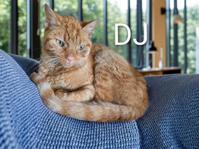 DJ, available for adoption