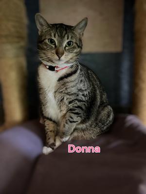 Donna, available for adoption