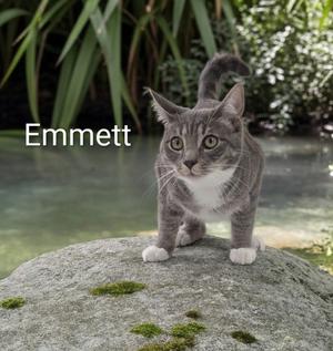 Emmett, available for adoption