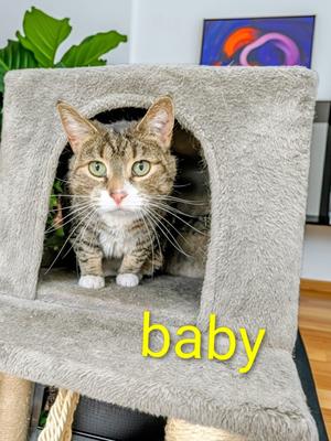 Baby, available for adoption
