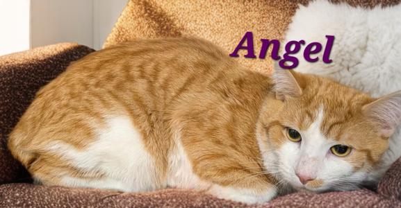 Angelo, available for adoption