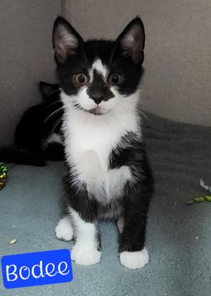 Bodee, available for adoption