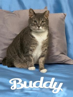 Buddy, available for adoption