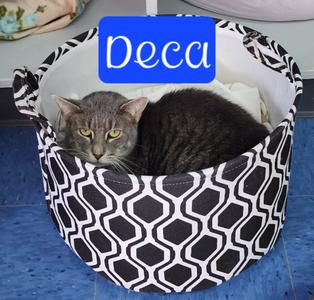 Deca, available for adoption