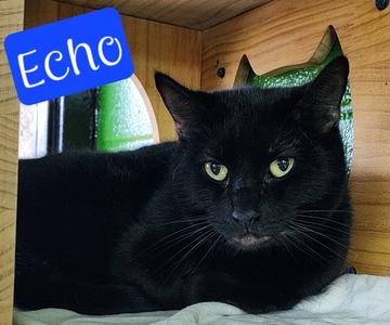 Echo, available for adoption