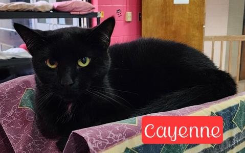 Cayenne, available for adoption