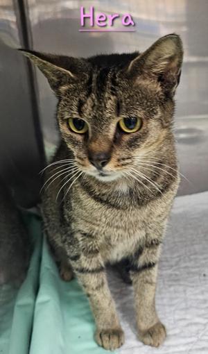 Hera, available for adoption