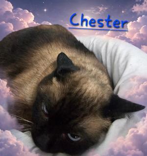 Chester, available for adoption