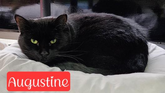 Augustine, available for adoption