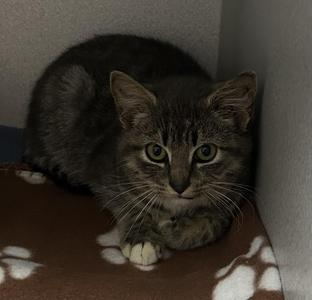 Gracie, available for adoption