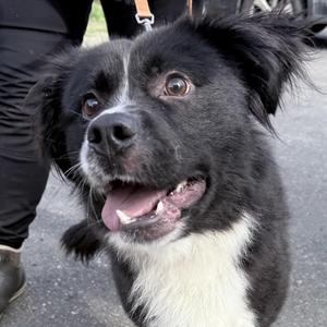 Steven, Border Collie, young, available for adoption