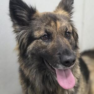 Hera, German Shepherd Dog, adult, available for adoption