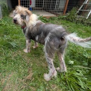 Teddy, Terrier, senior, available for adoption