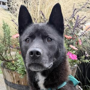 Maya, Akita, adult, available for adoption