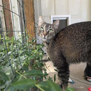 Lily, adult, available for adoption