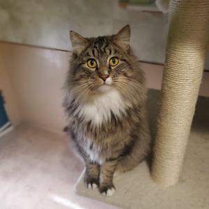 Tabby Two, adult, available for adoption
